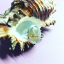 Кольцо 17.7 из волосатика (волосы Венеры) 15х20 мм в серебре
